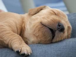 If your puppy is sleeping a lot more than usual and shivering, it could be because he's in pain or feels nauseous, according to webmd pets. CanineVisions For A Healthy Dog: DREAMING