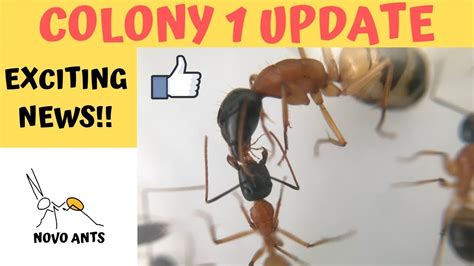 Ant Colony 1 Banded Sugar Ants Queen Scarlet Camponotus Consobrinus Jan 2020 Novo Ants