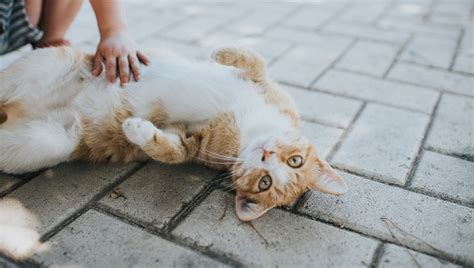 Post this in your shelter for handy information at a glance. Cat Vitals: Normal Heart Rate, Body Temperature ...