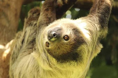 This Sloth At The Vancouver Aquarium Has Unexpectedly Adorable Ears