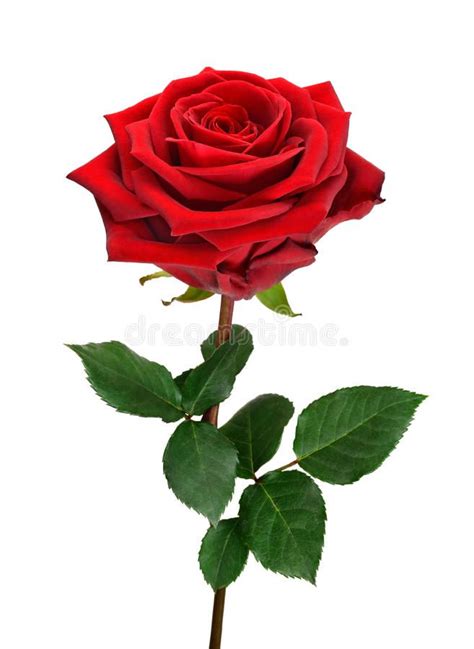 Open Red Rose On White Fully Blossomed Perfect Red Rose With Stem And