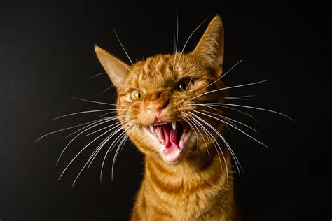 Very Angry Cat