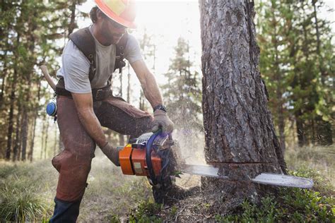 How To Fell A Tree Using A Chainsaw