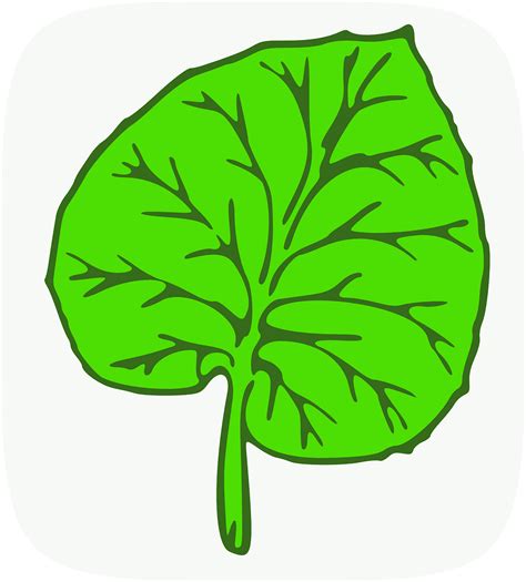 How to draw a leaf: 19 ideas beautiful drawings of leaves - HOW-TO-DRAW