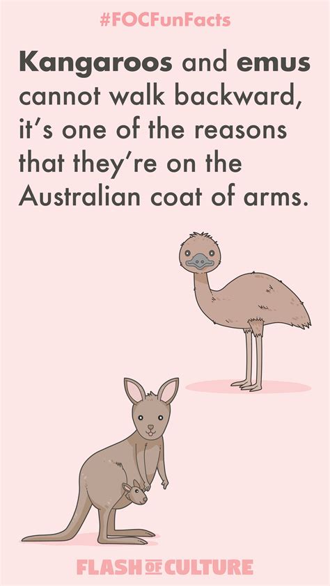 Australia Native Animals Facts