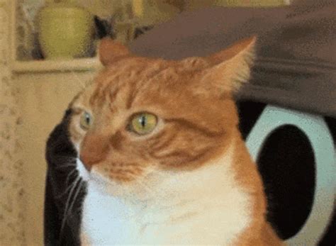 Cat GIF Find Share On GIPHY