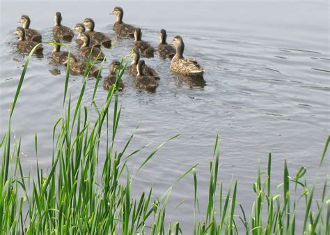 Will a few geese be ok during the week by themselves if i leave them food. Mallard families (not geese) again making Valley Pond ...