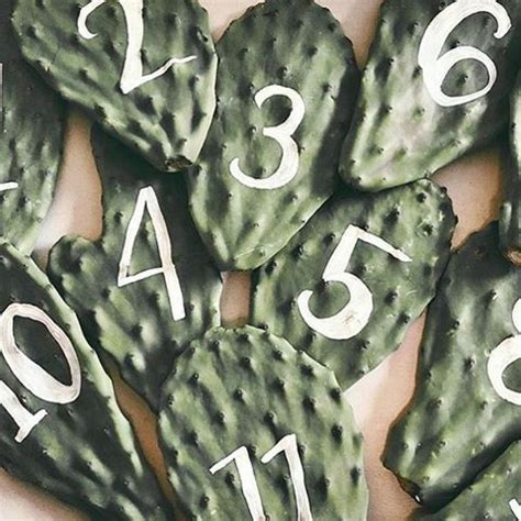 A cactus (plural cacti, cactuses, or less commonly, cactus) is a member of the plant family cactaceae, a family comprising about 127 genera with some 1750 known species of the order caryophyllales. Need I say any more... cactus• table numbers 🙌🏻 | Cactus ...