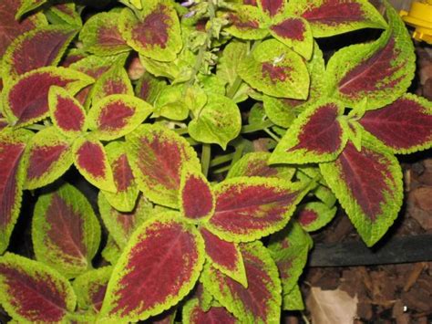 Order wholesale & discount red flowers by the bunch. green and red colors with coleus flowers plant.jpg Hi-Res ...