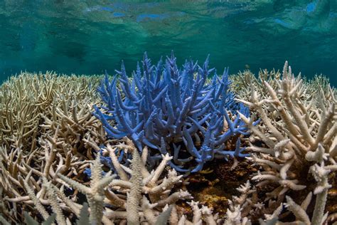 What Is Coral Bleaching Some Reefs Glow Before They Die