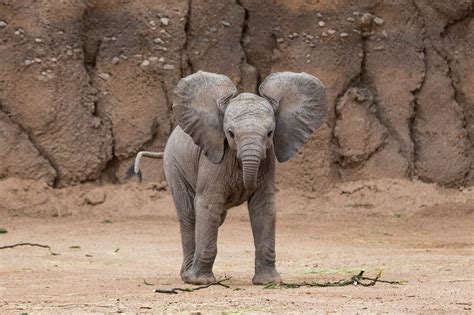 Baby Elephant Wallpaper 66 Images