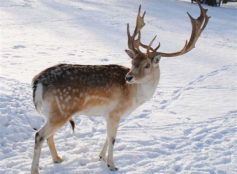 El Reno Anuncia La Navidad Animales Cultura Y Ocio Naturaleza