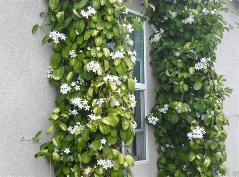 Stephanotis floribunda or madagascar jasmine is a vining plant that likes bright indirect light, humidity, and moisture. STEPHANOTIS FLORIBUNDA | Plants, Cottage garden plants ...