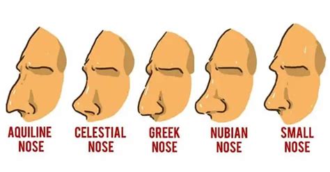 9 Unique Aquiline Nose Shapes