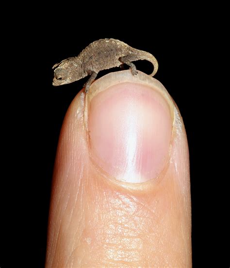 Scientists Have Discovered The Smallest Reptile On Earth World