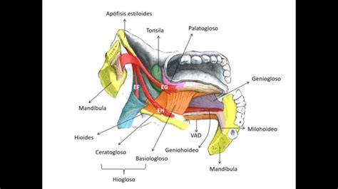 Músculos Del Piso De La Boca Y Lengua Anatomía Anatomía Humana Musculos