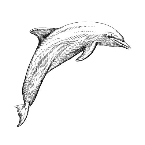 Hand Drawn Dolphin Vector Illustration In Sketch Style Jumping