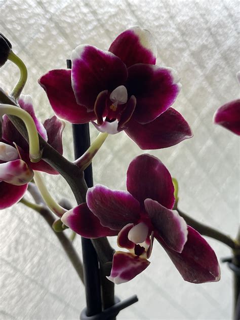 Went To An Orchid Show On Monday Made Some Impulsive Choices And I