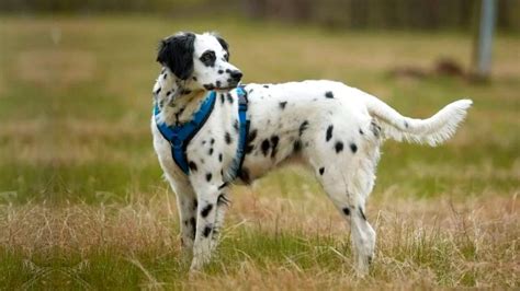 Long Haired Dalmatian Facts Puppy Price And Guide Puplore