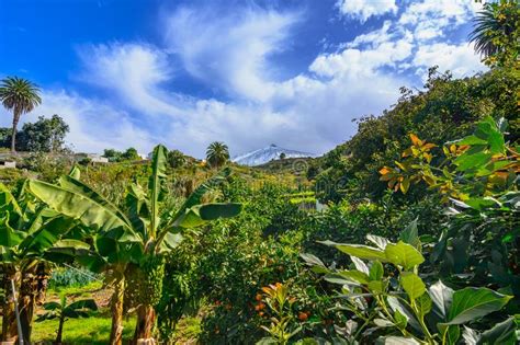 Tenerife Canary Islands Spain Beautiful Landscape Of A Green Stock