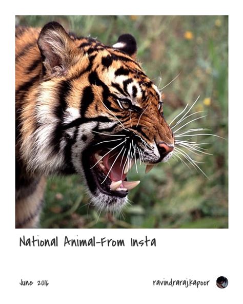 Pin By Ravindraraj Kapoor On Lokitest Tiger Roaring