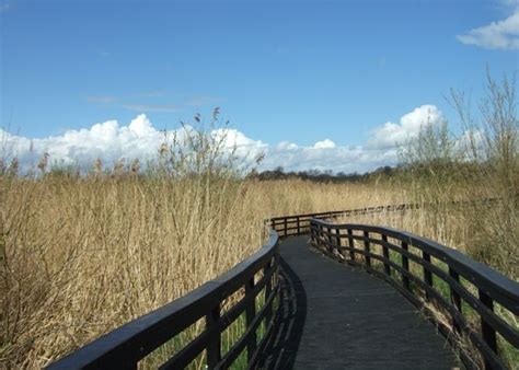 Boardwalk Wetland Picture
