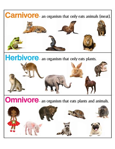 Herbivores And Carnivores Animals List