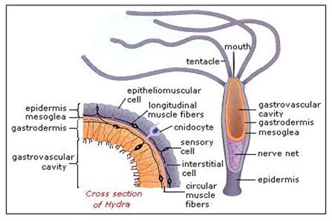 Organel ini berbentuk silindris panjang yang berongga. Cnidaria, Hewan Berongga yang Memiliki Sengat | .: Biologi ...