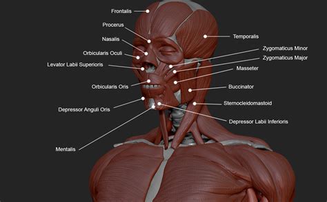 The neck muscles and massive triangular muscles of the back stabilise the head and shoulders and permit a. Anatomy Labeling Muscles - Anatomy Drawing Diagram