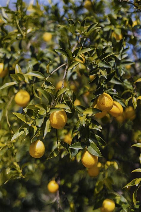 Lemon Orchard