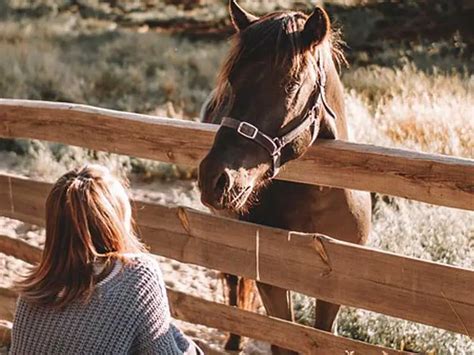 How To Tell If Your Horse Has Bonded With You 14 Signs