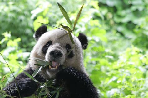 Funny Pose Of Giant Panda Stock Image Image Of Bamboo 119605157