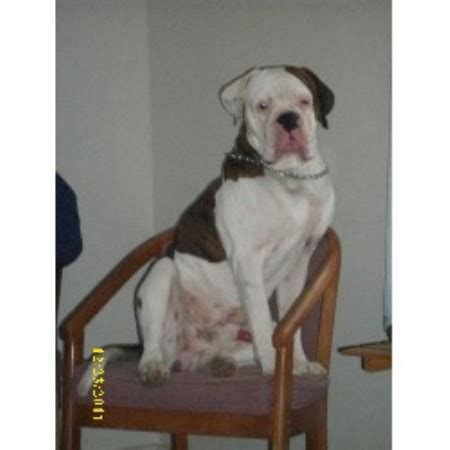 Bca and akc mourns passing of julian prager. Cindy Jo's Kennel NKC American Bulldogs, American Bulldog ...