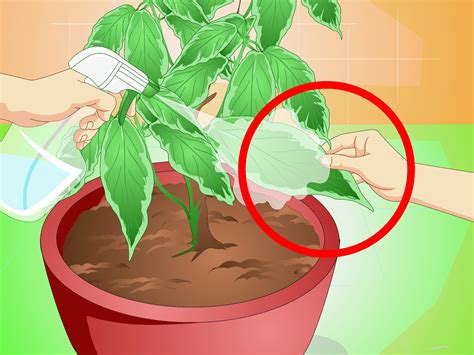 Perfect for a jack and the beanstalk theme! How to Grow Chocolate Indoors: 12 Steps (with Pictures ...