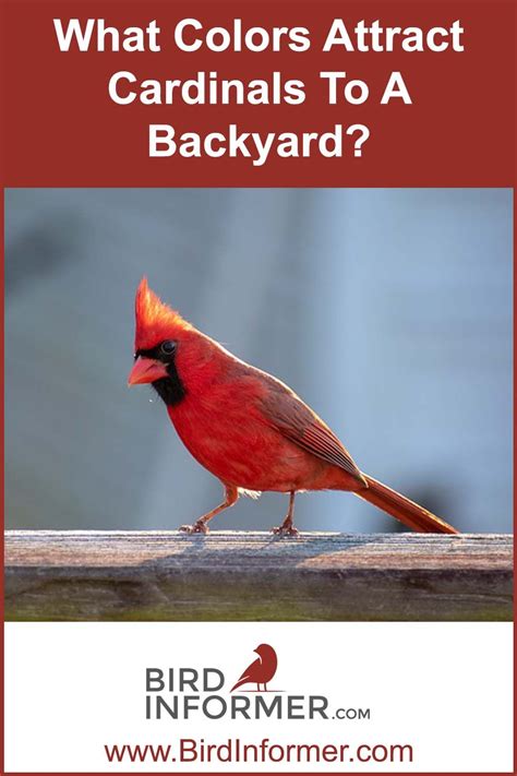 What Colors Attract Cardinals To A Backyard In 2023 Backyard Birds