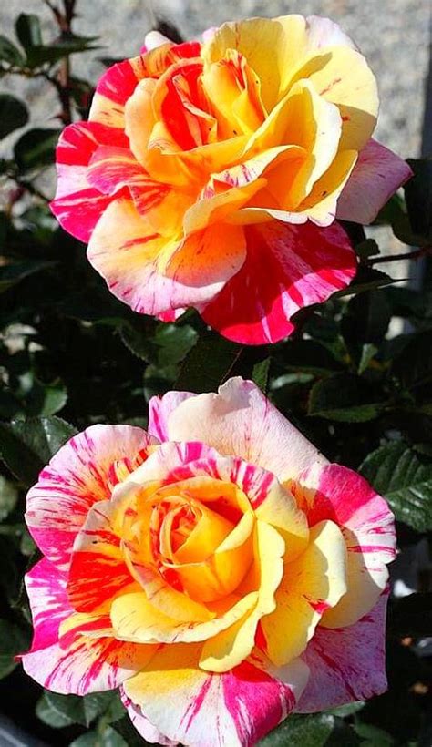 Pin By Joan Jacobs On Roses In 2023 Beautiful Rose Flowers Hybrid