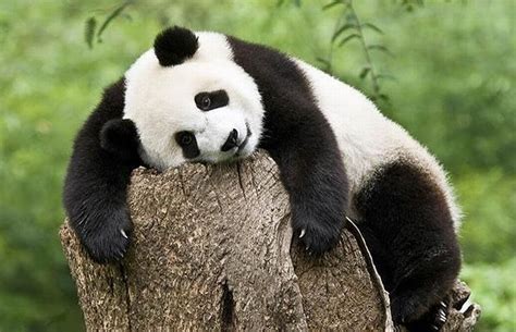 Hard Day Sleeping Panda Wildlife Photography Panda Bear