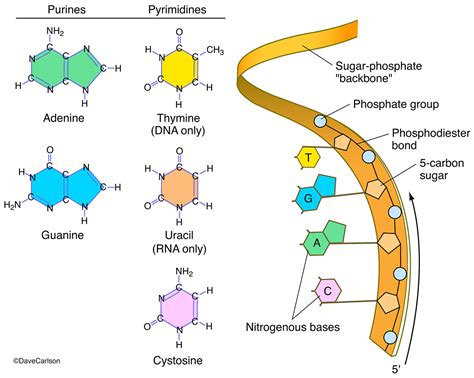 Dna From The Nucleic Acid Structure Tw