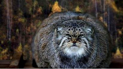 Pallas Cat Cats Fat Wallpapers Facts Grey