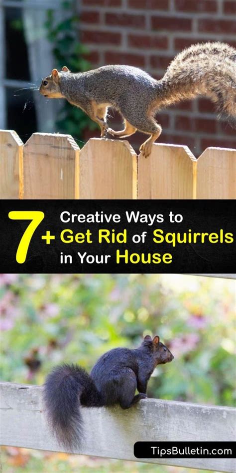 7 Creative Ways To Get Rid Of Squirrels In Your House Get Rid Of