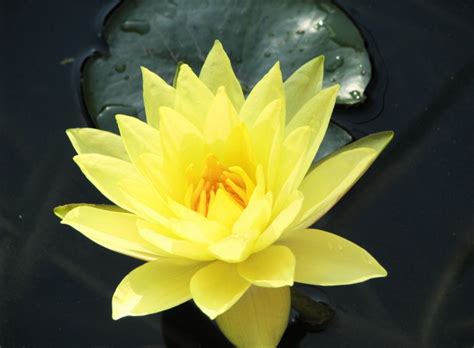 Janaki, mano and music of the. Top 30 Beautiful Yellow Flowers Names List With Pictures ...