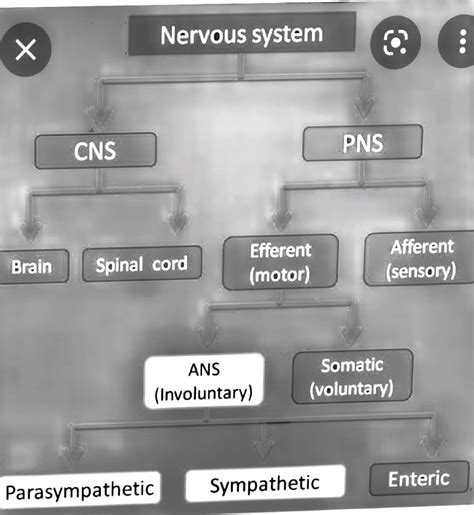 Nervous System Of Humans Nervous System X Cns Pns Efferent Afferent