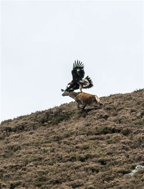 Spectacular Images Capture Moment Golden Eagle Swooped On Deer Press