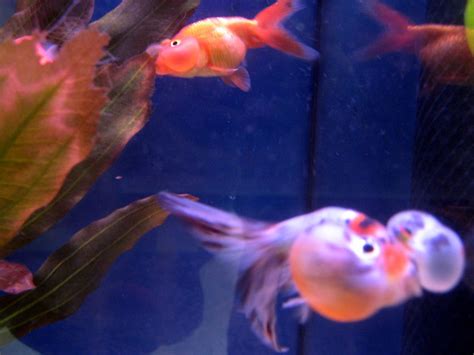 Fish cheeks is at fish cheeks. Fish with bulging cheeks | Flickr - Photo Sharing!