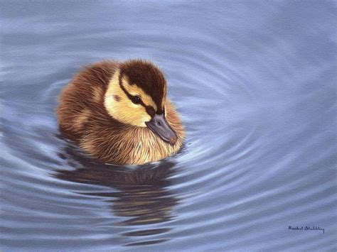 Mallard Duckling Painting Painting By Rachel Stribbling Fine Art America