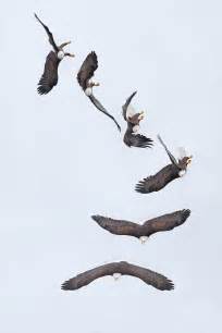 four bald eagles flying in the sky together