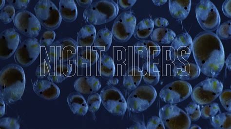 Night Riders Bioluminescent Shrimp Of Okayama Japan Youtube
