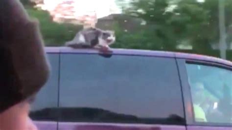 Secure the carrier in your some cats get car sick, others don't like the sound or feel of the wind when car windows are down. Cat Clings to Life on Hot Van Roof in Nebraska - YouTube