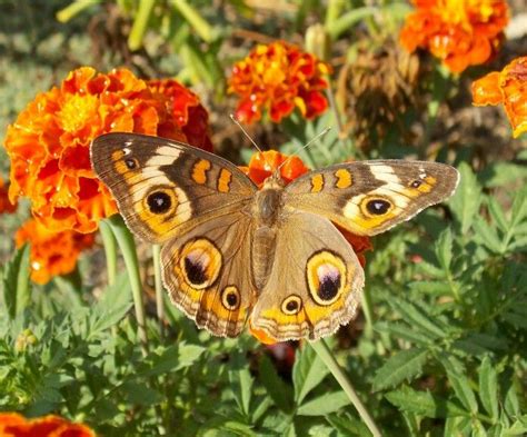 Common Buckeye Butterfly Photo By Alan Wiltsie With