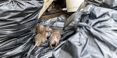 Rat Infestations Set To Increase Amid Coronavirus Shutdowns